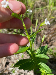 Mecardonia acuminata