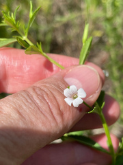 Mecardonia acuminata