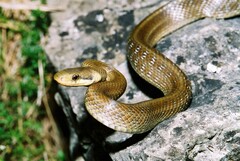 Zamenis longissimus