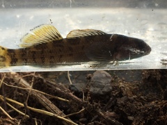 Etheostoma douglasi