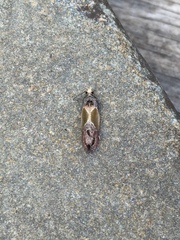 Eumarozia malachitana