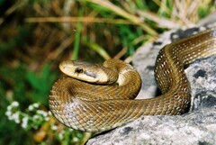 Zamenis longissimus