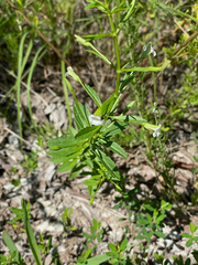Mecardonia acuminata