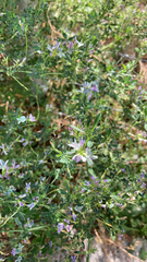Medicago sativa