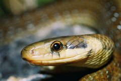Zamenis longissimus