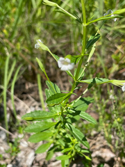 Mecardonia acuminata