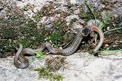 Coronella austriaca austriaca