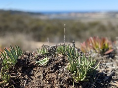 Dudleya edulis