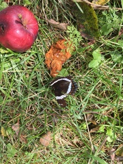 Limenitis arthemis arthemis