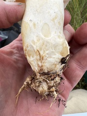 Lactarius scrobiculatus