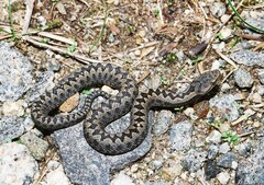 Vipera aspis zinnikeri