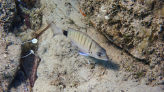 Diplodus sargus