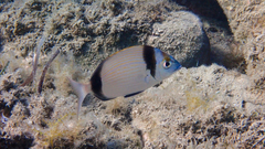 Diplodus vulgaris