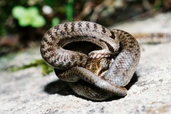 Coronella austriaca austriaca