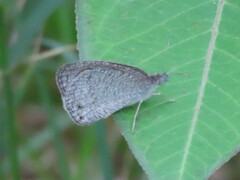Ypthima asterope