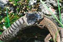 Coronella austriaca austriaca