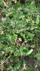 Chenopodium album