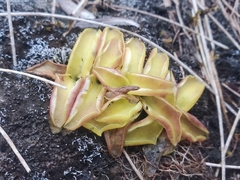 Pinguicula