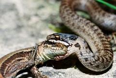 Coronella austriaca austriaca