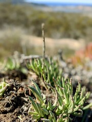 Dudleya edulis