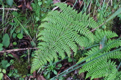 Dryopteris peranema