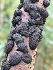 Jackrogersella multiformis