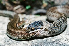 Coronella austriaca austriaca