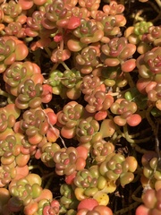 Sedum oreganum