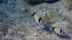 Diplodus vulgaris