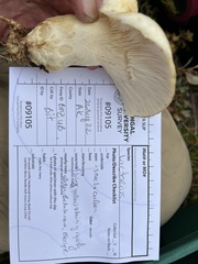 Lactarius scrobiculatus