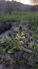 Lachenalia orchioides