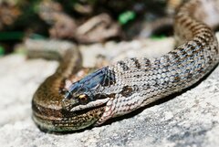 Coronella austriaca austriaca