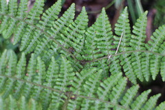 Dryopteris peranema