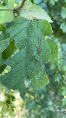 Dicranopalpus ramosus