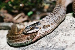 Coronella austriaca austriaca