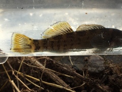 Etheostoma douglasi