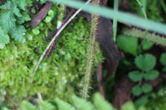 Dryopteris peranema