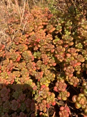 Sedum oreganum