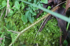 Dryopteris peranema