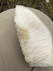Lactarius scrobiculatus