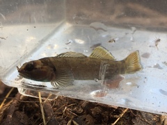 Etheostoma douglasi