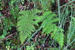 Dryopteris peranema