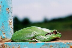 Hyla meridionalis