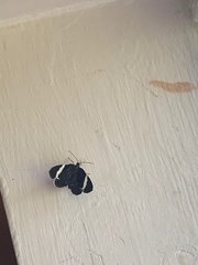 Trichodezia albovittata