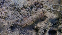 Gobius incognitus
