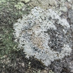 Lecanora oreinoides