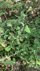 Chenopodium album