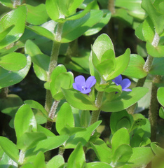 Bacopa caroliniana