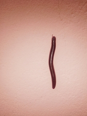 Pachyiulus flavipes