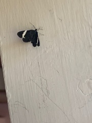 Trichodezia albovittata